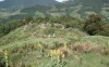 BELLE NATURE